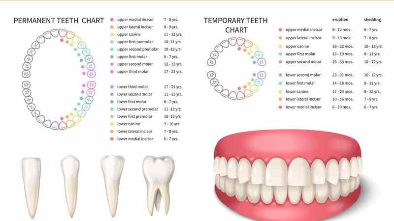 teeth number chart adults